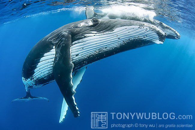 humpback whale female with calf