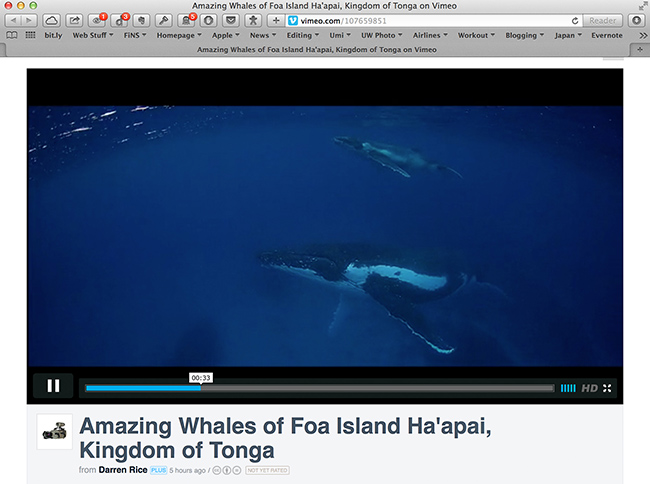 humpback whale female with many calves in tonga