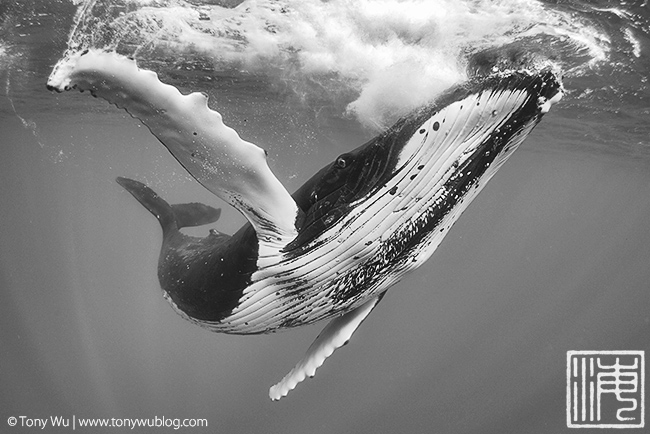 humpback whale, tonga