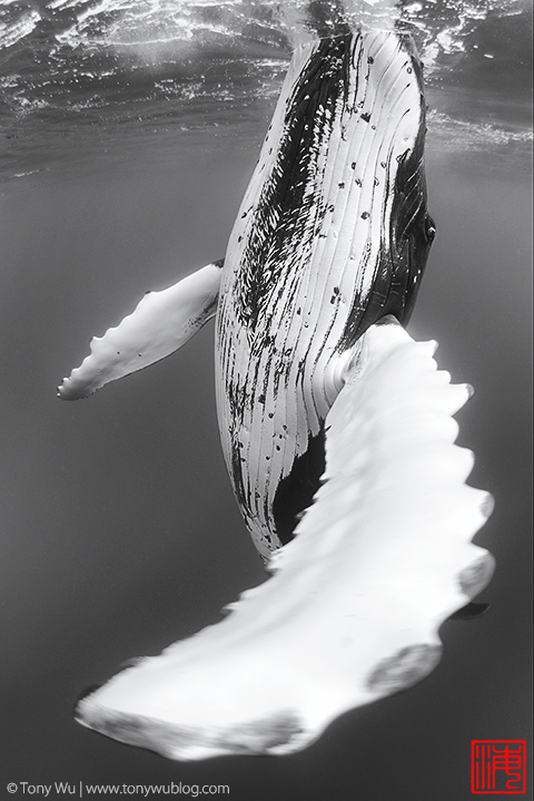 humpback whale profile photo, tonga
