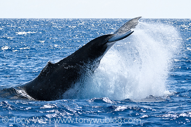 humpback whale tail slap, tonga