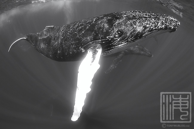 humpback whale white pectoral fin, tonga