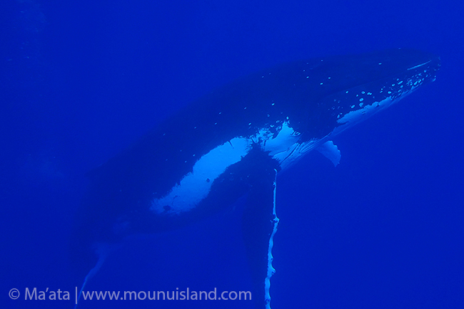 female humpback whale with many babies