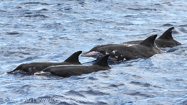 rough-toothed dolphins, tonga