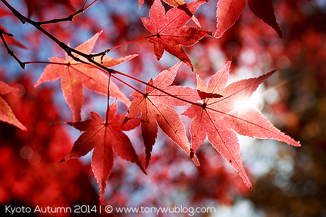 red momiji leaves, Kita no Tenman-gu, Kyoto