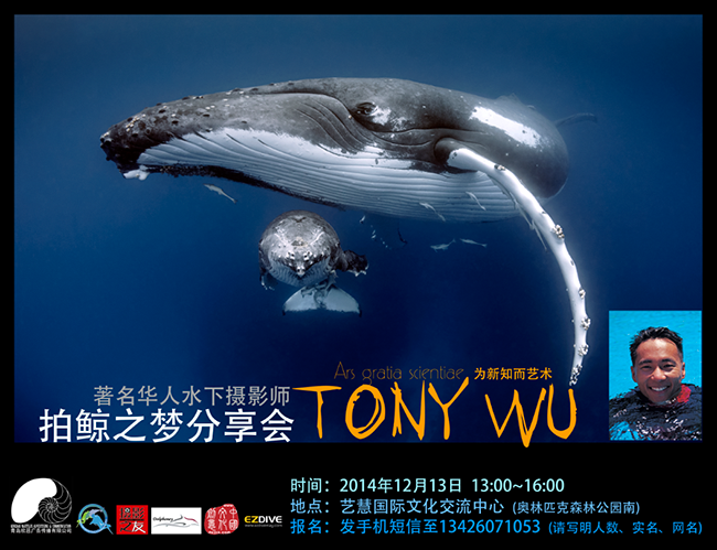 humpback whale presentation beijing tony wu