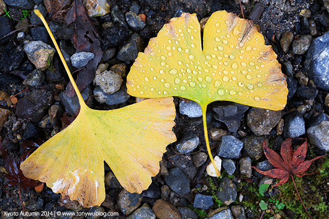 yellow ginkgo leaves, autumn in kyoto