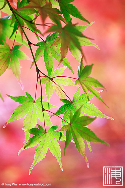 green and pink momiji, kyoto