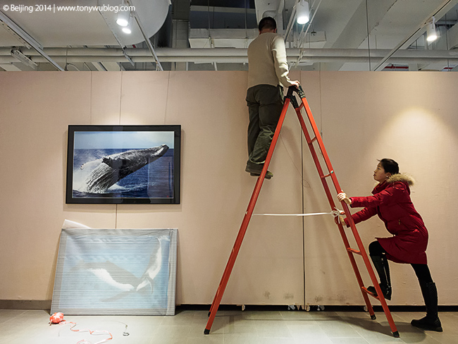 hanging humpback whale prints beijing