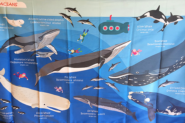 cetacean themed towel