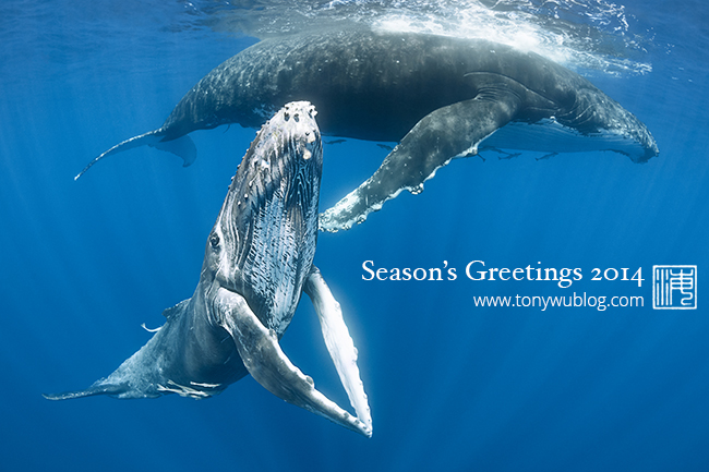 humpback whale calf and mother tonga