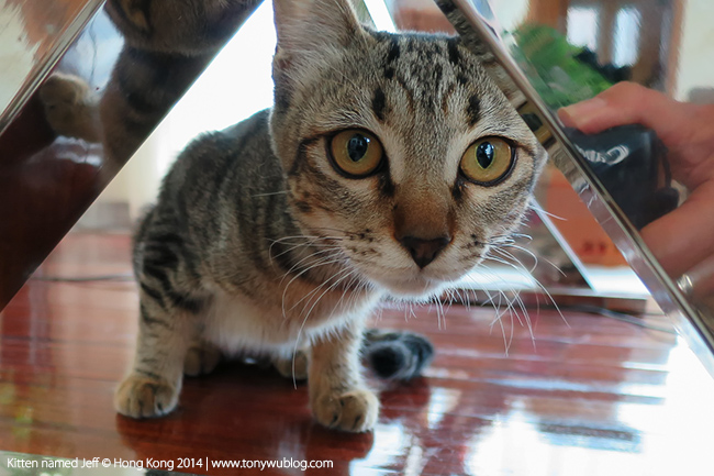 kitten hong kong