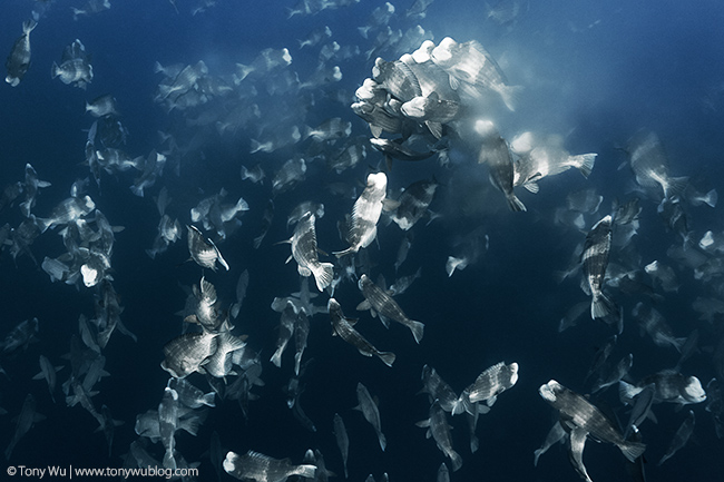 bumphead parrotfish spawning aggregation, palau