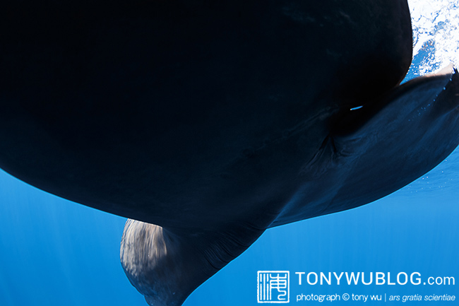 underside view of baby sperm whale