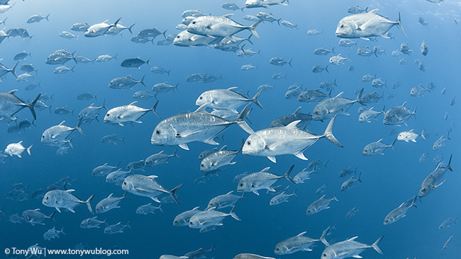 Schooling giant trevallies, Caranx ignobilis