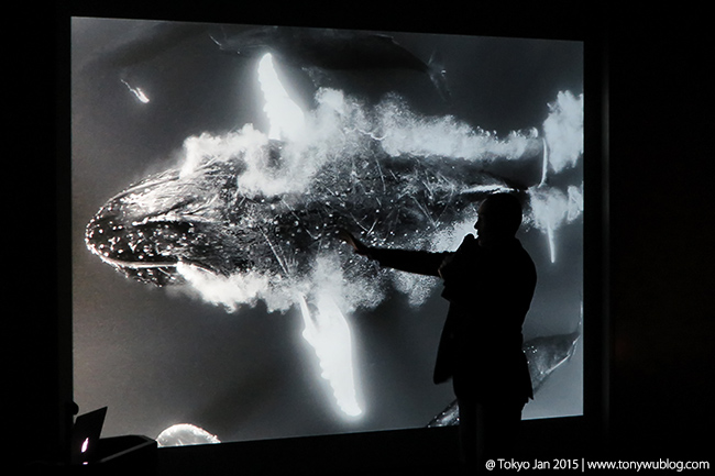 humpback whales tokyo, tony wu