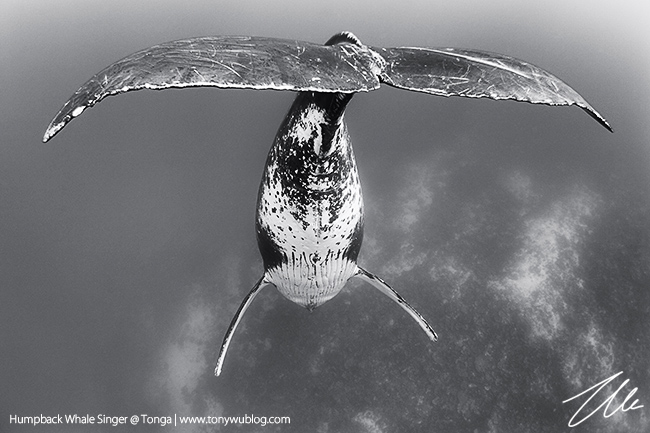 singing humpback whale, tonga