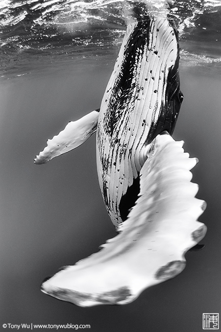 humpback whale spyhop viewed from underwater