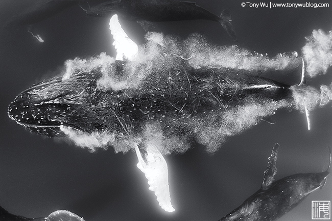 humpback whale escort blowing bubbles