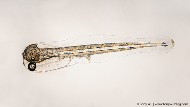 Symphorichthys spilurus fry at 35 hours