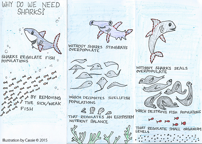 why we need sharks