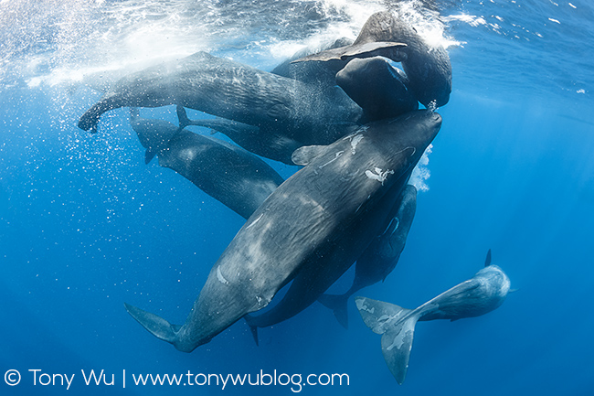 sperm whale family group