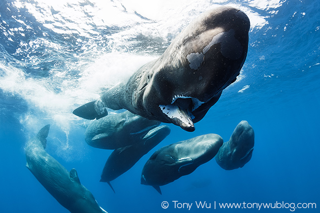 sperm whale family unit