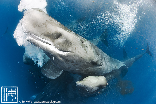 socializing sperm whales