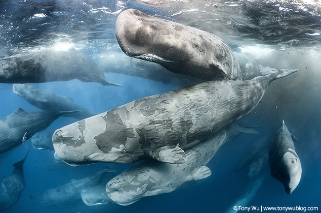 sperm whale aggregation defecating