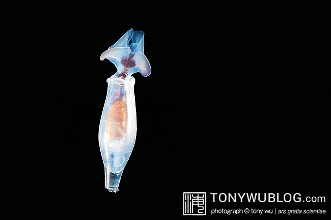 Cuvierina columnella, cigar pteropod, palau