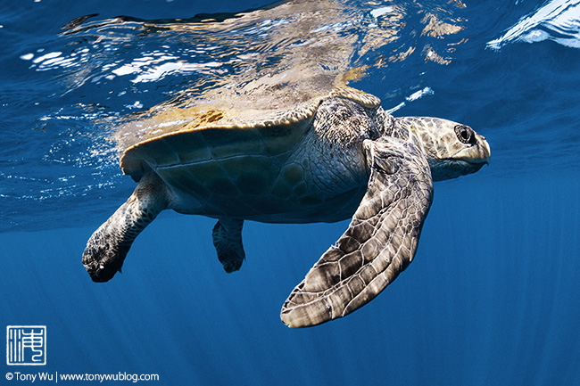 olive ridley turtle after being freed from ghost net