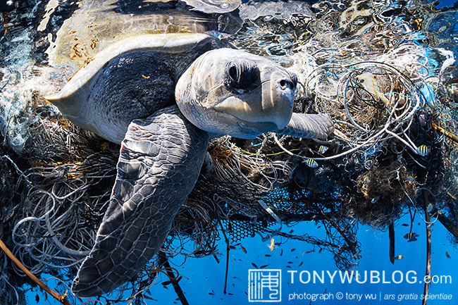 olive ridley turtle entangled ghost net