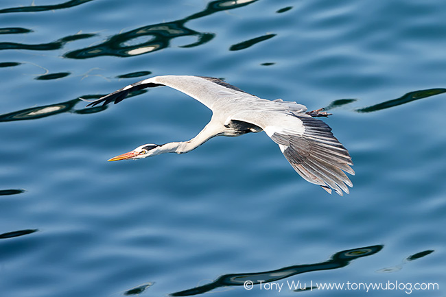 Ardea cinerea, grey heron, Japan