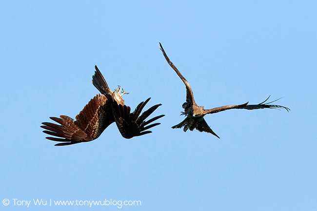 Milvus migrans lineatus aerial combat, Japan