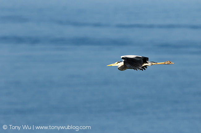 Ardea cinerea, grey heron in Japan