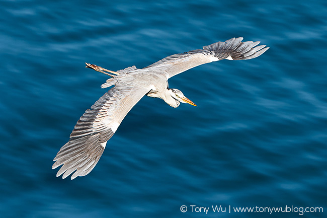 grey heron, Ardea cinerea, Japan