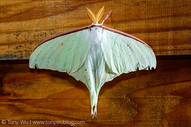 Japanese luna moth, Actias artemis