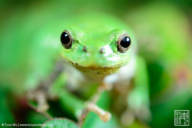 Japanese tree frog Hyla japonica