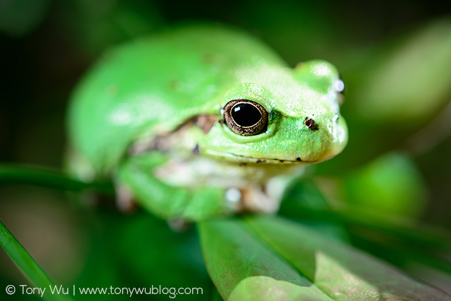 Japanese tree frog, Hyla japonica