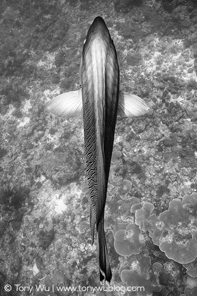 Napoleon wrasse, Cheilinus undulatus