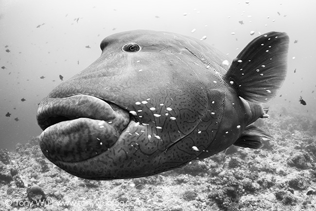 Napoleon wrasse face, Cheilinus undulatus