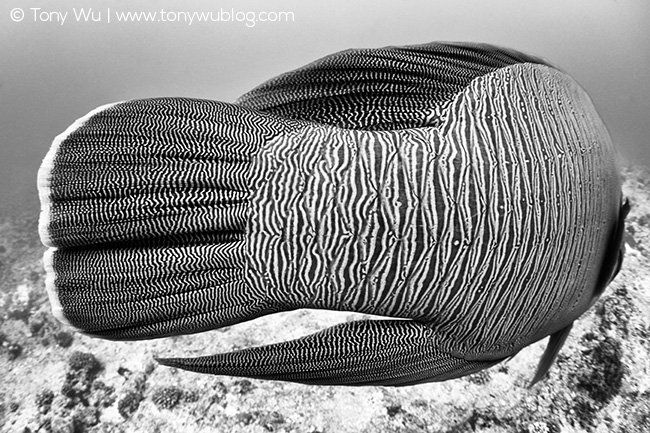 Napoleon wrasse tail (Cheilinus undulatus)