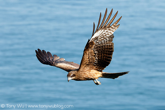 black-eared kite, Milvus migrans lineatus, Japan