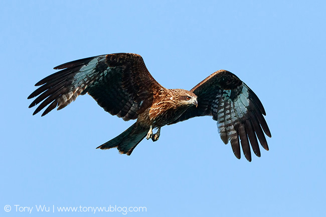 Black-eared Kite (Milvus migrans lineatus), Japan