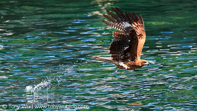 Milvus migrans lineatus catching fish, Japan