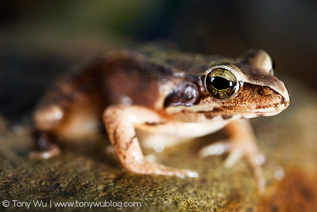 montane brown frog, Rana ornativentris