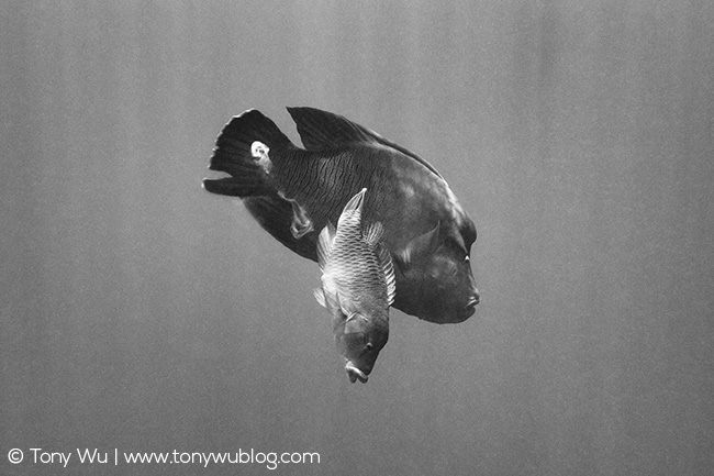 Napoleon wrasse spawning, Cheilinus undulatus