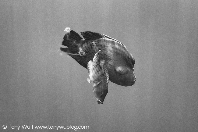 Napoleon wrasse spawning, Cheilinus undulatus