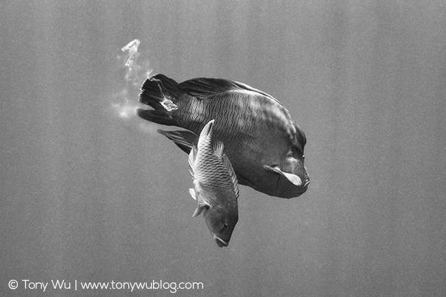 Napoleon wrasse spawning, Cheilinus undulatus