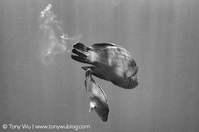 Napoleon wrasse spawning, Cheilinus undulatus